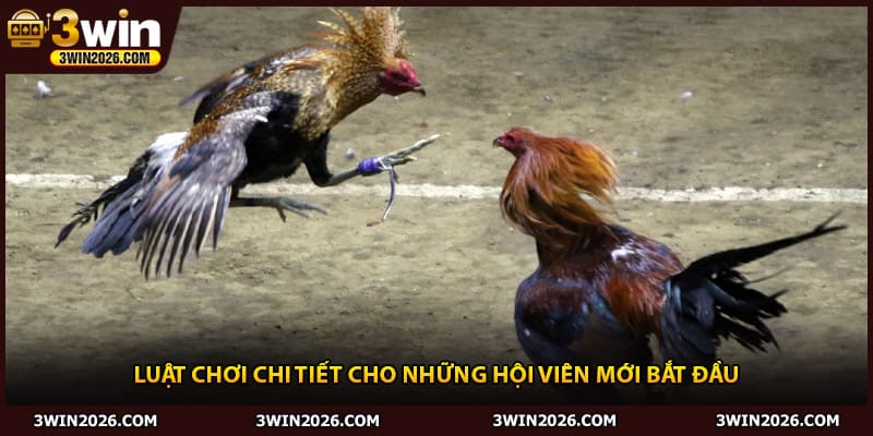 Luật chơi chi tiết cho những hội viên mới bắt đầu