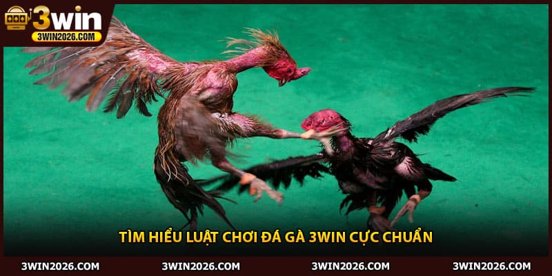 Tìm hiểu luật chơi đá gà 3win cực chuẩn